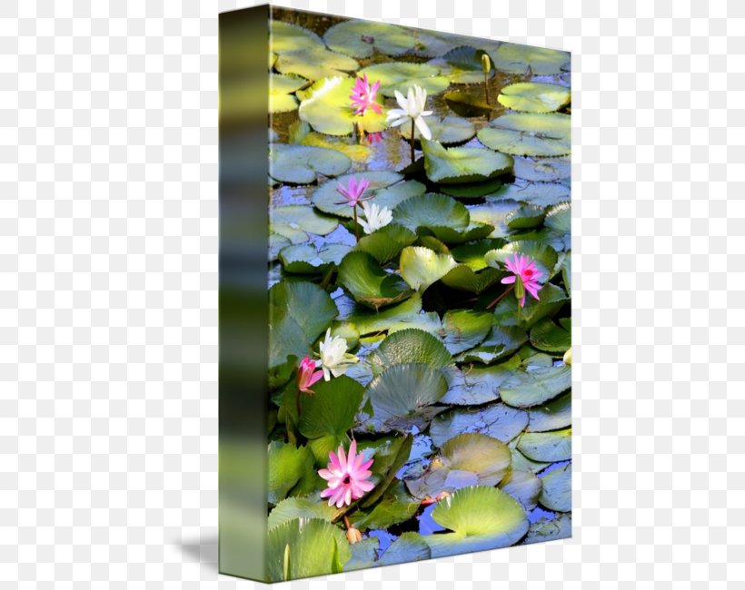 Water Lilies Pond Nelumbo Nucifera Lilium, PNG, 451x650px, Water Lilies, Aquatic Plant, Aquatic Plants, Claude Monet, Flora Download Free