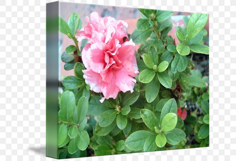 Azalea Rhododendron Pink M Groundcover RTV Pink, PNG, 650x560px, Azalea, Annual Plant, Ericales, Flower, Flowering Plant Download Free