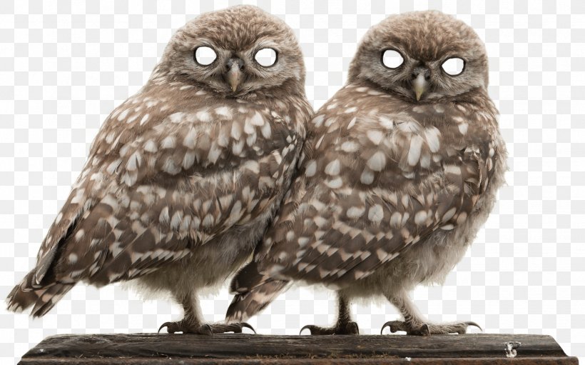 Bird Eurasian Eagle-owl Snowy Owl Barn Owl Ural Owl, PNG, 1529x954px, Bird, Animal, Barn Owl, Beak, Bird Of Prey Download Free