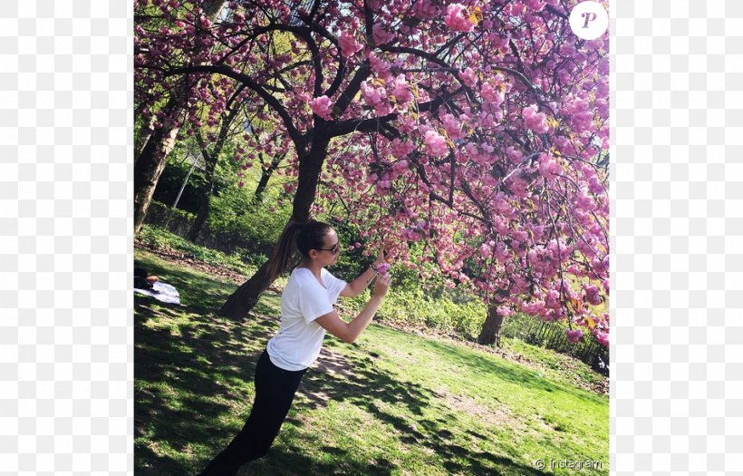 Hernani Cherry Blossom ST.AU.150 MIN.V.UNC.NR AD Recreation, PNG, 950x609px, Hernani, Blossom, Branch, Cherry, Cherry Blossom Download Free