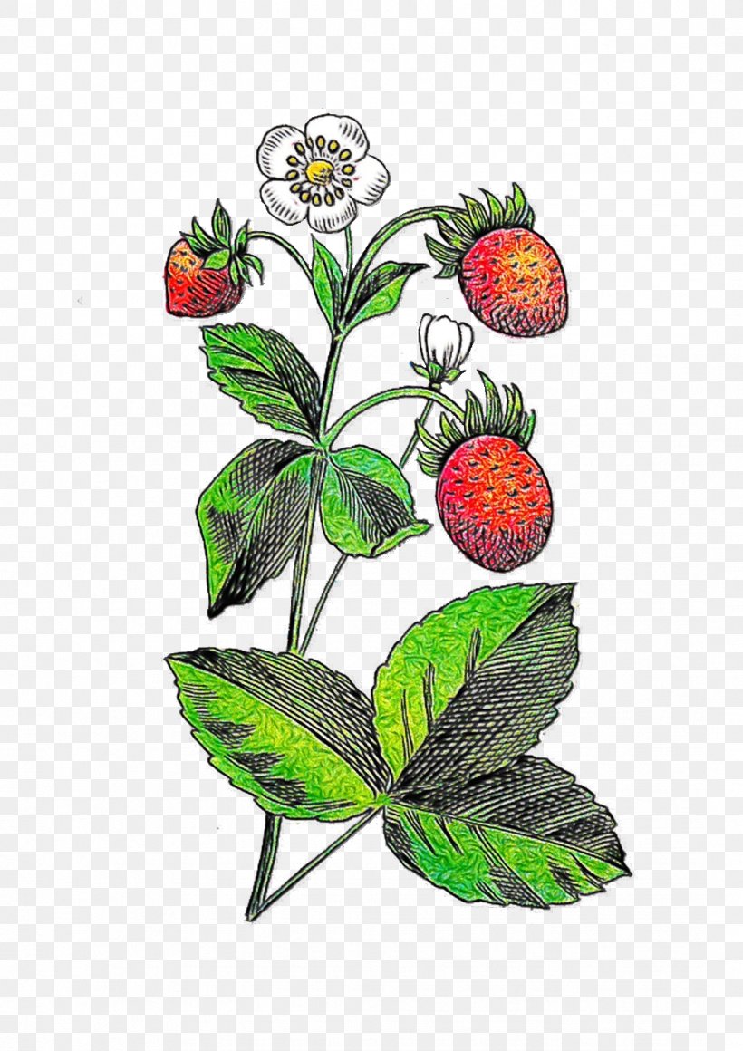Illustration Floral Design Graphics Flowering Plant, PNG, 1073x1519px, Floral Design, Alpine Strawberry, Berry, Blackberry, Botany Download Free