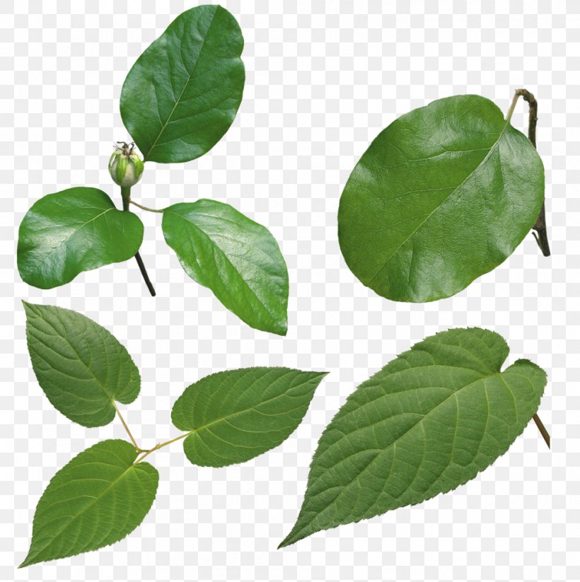 Look At Leaves Leaf Clip Art, PNG, 996x1000px, Look At Leaves, Display Resolution, Herbalism, Image File Formats, Leaf Download Free