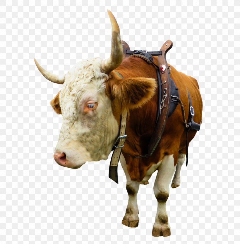 Ox Taurine Cattle Texas Longhorn Highland Cattle English Longhorn, PNG, 947x960px, Taurine Cattle, Animal Figure, Bovine, Bull, Cattle Download Free