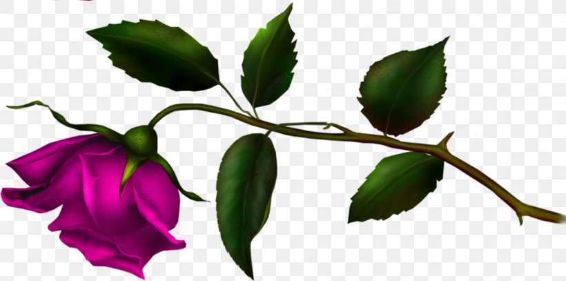 Rose Family Bud Plant Stem Leaf Herbaceous Plant, PNG, 1954x971px, Rose Family, Branch, Bud, Flora, Flower Download Free