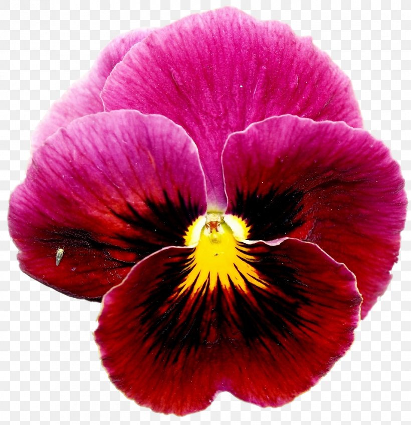 European Field Pansy Violet Annual Plant Flower, PNG, 955x988px, Pansy, Annual Plant, Floral Design, Flower, Flowering Plant Download Free