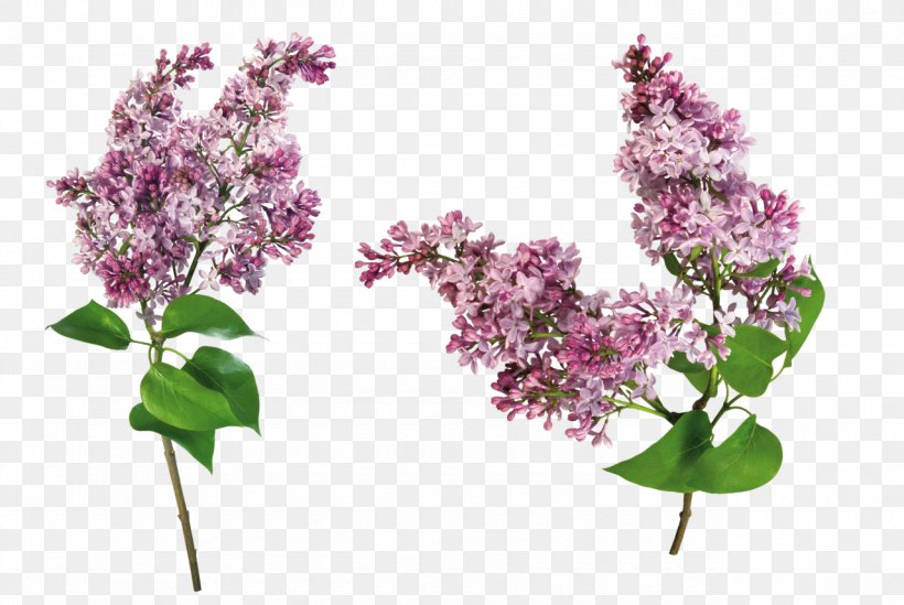 Lilac Yandex Search Clip Art, PNG, 1280x858px, Lilac, Branch, Cut Flowers, Flower, Flowering Plant Download Free