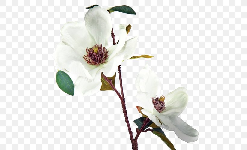 Magnolia Cut Flowers Fleur Blanche White, PNG, 500x500px, Magnolia, Blossom, Blue Rose, Branch, Color Download Free