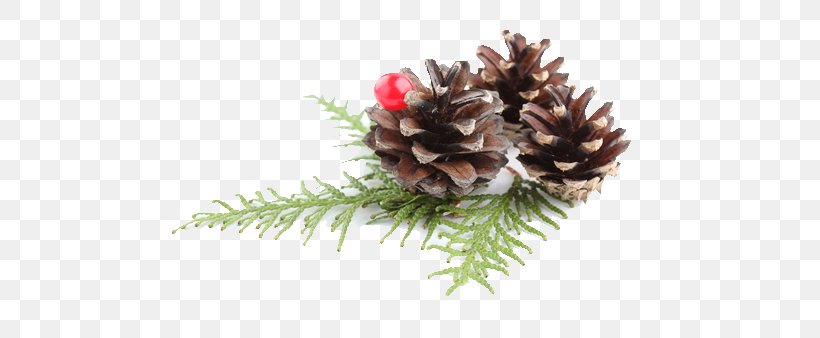 Pine Conifer Cone Christmas Ornament Fir, PNG, 507x338px, Pine, Bombka, Christmas, Christmas Decoration, Christmas Ornament Download Free