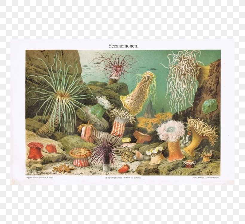 Sea Anemone Jellyfish Invertebrate Anthopleura Xanthogrammica, PNG, 750x750px, Sea Anemone, Anemone, Animal, Botanical Illustration, Cactus Download Free
