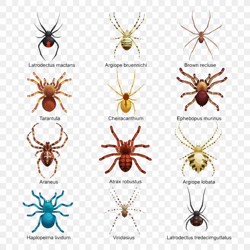Spider Insect Drawing Royalty-free, PNG, 1000x1000px, Spider, Arthropod, Cartoon, Drawing, Fashion Accessory Download Free