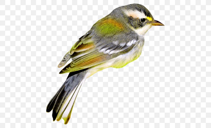 Bird Clip Art, PNG, 497x500px, Bird, Beak, Chickadee, Data Compression, Digital Image Download Free