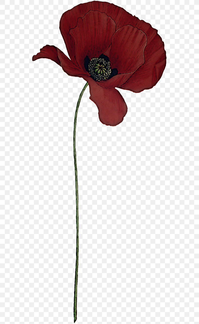 Flower Red Plant Corn Poppy Coquelicot, PNG, 559x1329px, Flower, Anemone, Coquelicot, Corn Poppy, Cut Flowers Download Free