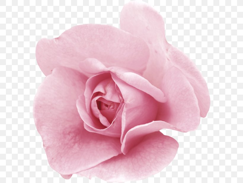 Garden Roses Centifolia Roses Pink Flower Floribunda, PNG, 600x619px, Garden Roses, Blume, Centifolia Roses, China Rose, Cut Flowers Download Free