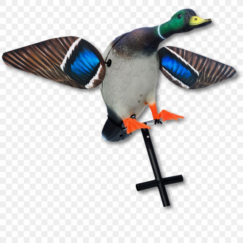 Mallard Duck Decoy Waterfowl Hunting, PNG, 1000x1000px, Mallard, Beak, Bird, Canada Goose, Canvasback Download Free