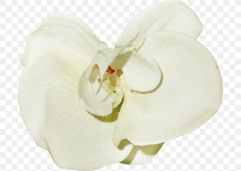 Moth Orchids White Image, PNG, 699x584px, Moth Orchids, Black, Body Jewelry, Color, Cut Flowers Download Free