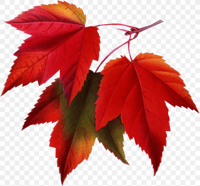 Red Maple Japanese Maple Autumn Leaf Color Autumn Leaf Color, PNG, 827x771px, Red Maple, Autumn, Autumn Leaf Color, Botanical Illustration, Color Download Free