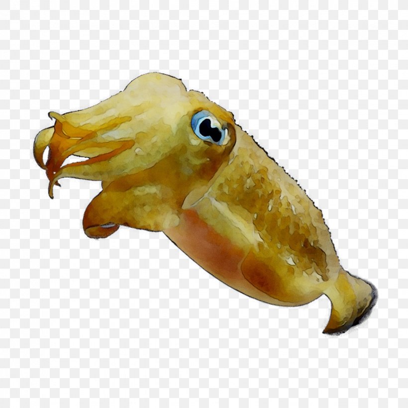 Squid Octopus Marine Biology Fish, PNG, 1125x1125px, Squid, Biology, Cephalopod, Cuttlefish, Fish Download Free