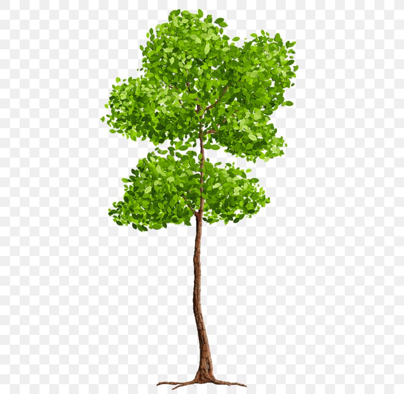 Tree Blog Clip Art, PNG, 432x800px, Tree, Blog, Branch, Broadleaved Tree, Color Download Free