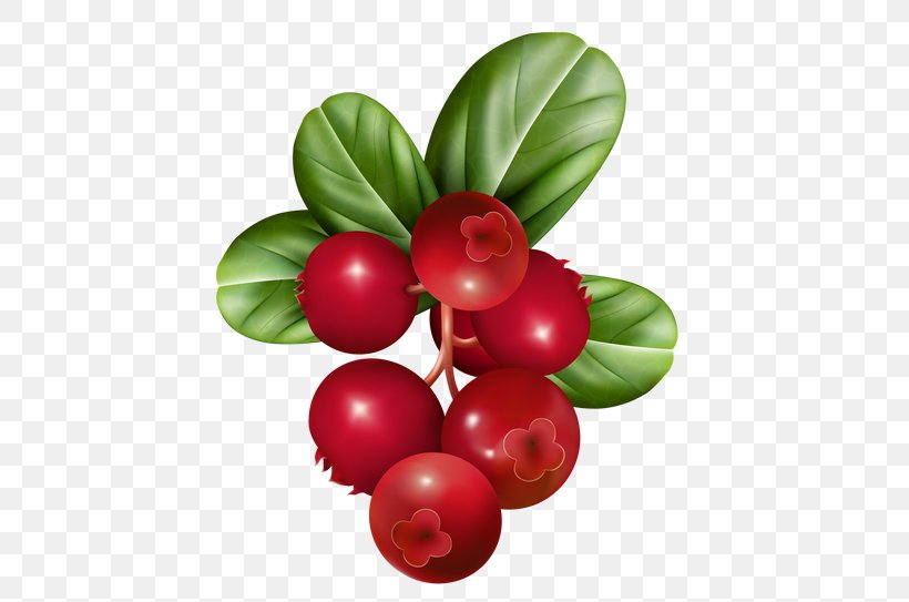 Cranberry Juice Clip Art, PNG, 480x543px, Cranberry Juice, Aquifoliaceae, Aquifoliales, Berry, Cranberry Download Free