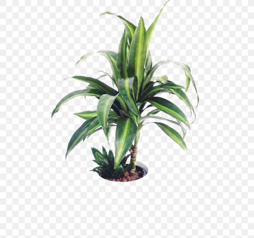 Flowerpot Houseplant Sansevieria Stuckyi Commodity, PNG, 768x768px, Flowerpot, Arecaceae, Arecales, Blomsterbutikk, Commodity Download Free