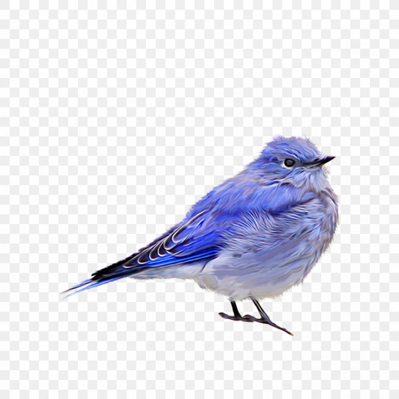 Bird Sparrow Clip Art, PNG, 2362x2362px, Bird, Beak, Birds, Blue, Blue Jay Download Free