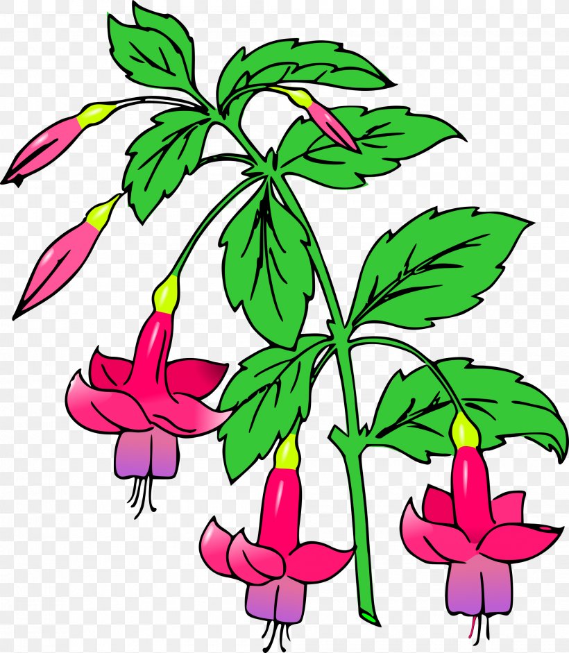 Fuchsia Floral Design Clip Art, PNG, 2090x2400px, Fuchsia, Artwork, Branch, Cut Flowers, Flora Download Free