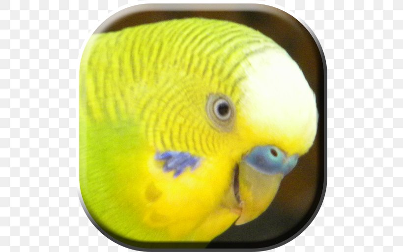 Lovebird Parakeet Pet Beak Animal, PNG, 512x512px, Lovebird, Animal, Beak, Bird, Common Pet Parakeet Download Free