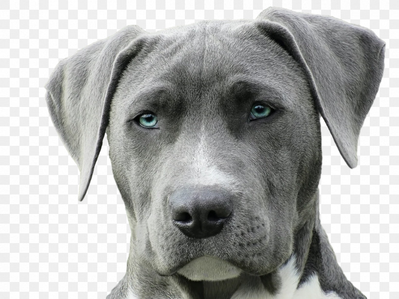 American Pit Bull Terrier Puppy Weimaraner Purebred Dog Veterinarian, PNG, 1200x900px, American Pit Bull Terrier, Breed, Dog, Dog Training, Hound Download Free