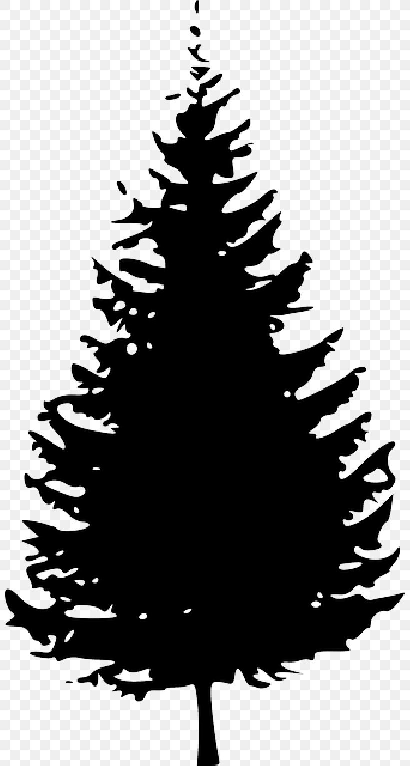 Clip Art Pine Tree Fir Vector Graphics, PNG, 800x1532px, Pine, Black And White, Branch, Cedar, Christmas Decoration Download Free