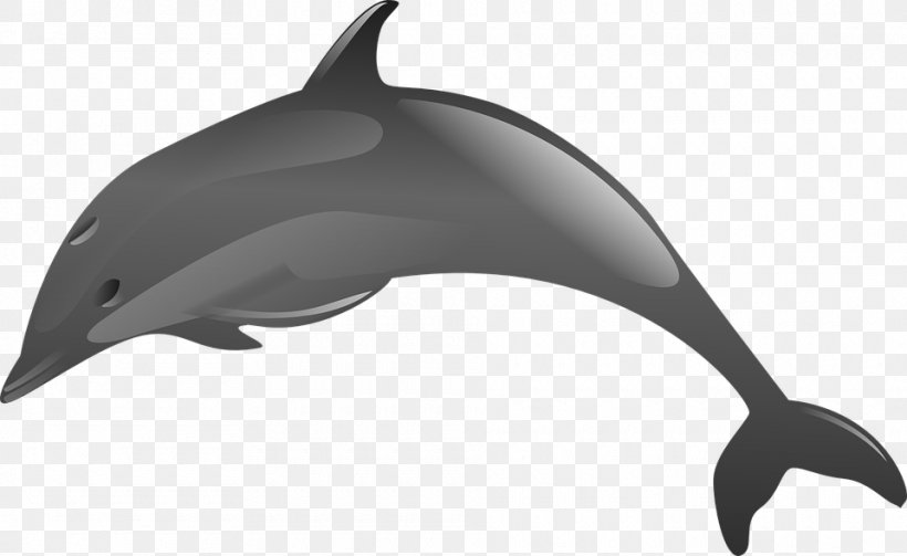 Dolphin Download Clip Art, PNG, 960x590px, Dolphin, Amazon River Dolphin, Black And White, Common Bottlenose Dolphin, Fauna Download Free