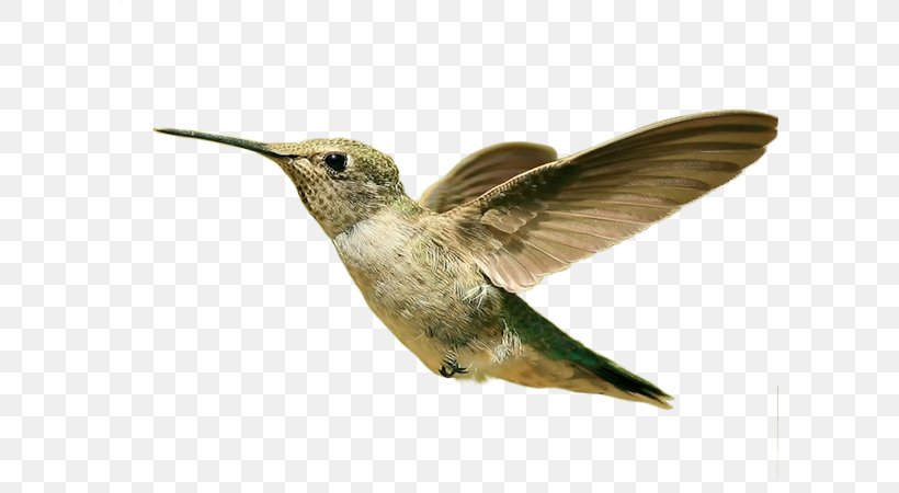 Hummingbird Desktop Wallpaper 1080p Parrot, PNG, 600x450px, 1610, Hummingbird, Beak, Bird, Desktop Environment Download Free