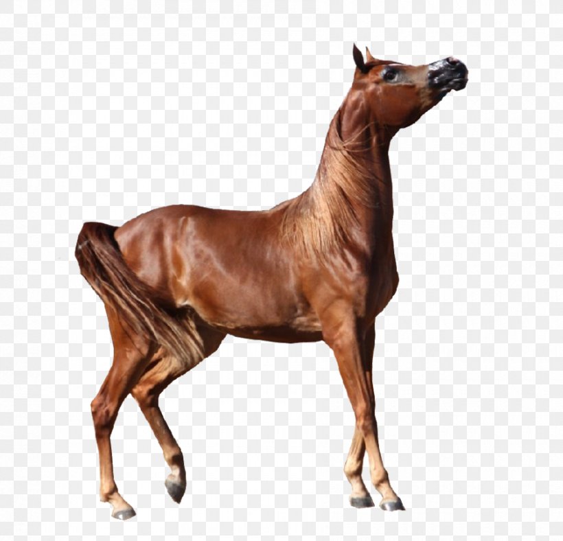 Arabian Horse Appaloosa Andalusian Horse Bay, PNG, 900x865px, Arabian Horse, Andalusian Horse, Animal Figure, Appaloosa, Art Download Free