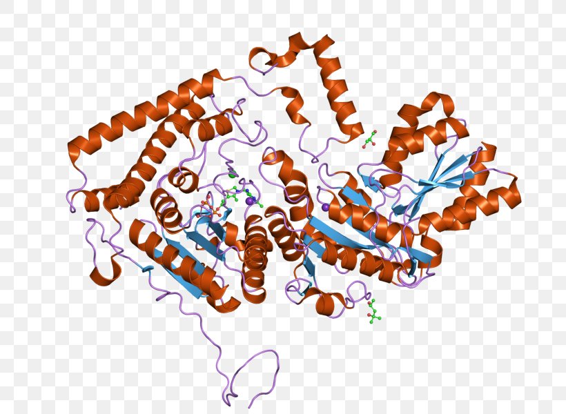Branched-chain Alpha-keto Acid Dehydrogenase Complex Oxoglutarate Dehydrogenase Complex Branched-chain Amino Acid, PNG, 800x600px, Oxoglutarate Dehydrogenase Complex, Alphaketoglutaric Acid, Amino Acid, Bckdha, Bckdk Download Free