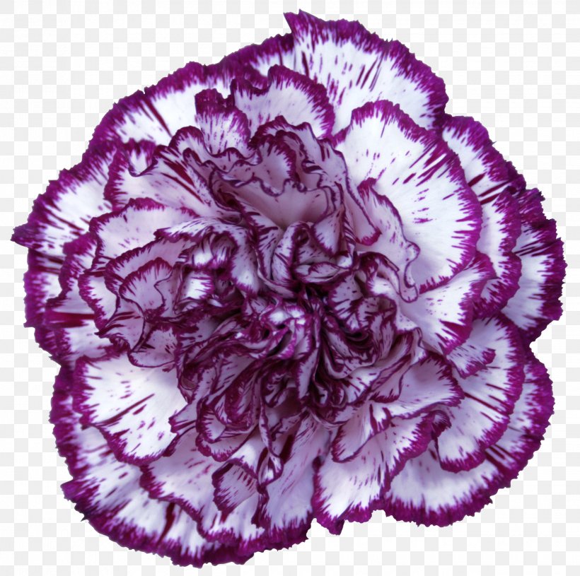 Carnation Purple Violet Red, PNG, 2268x2256px, Carnation, Ecuador, Flower, Flowering Plant, Lilac Download Free