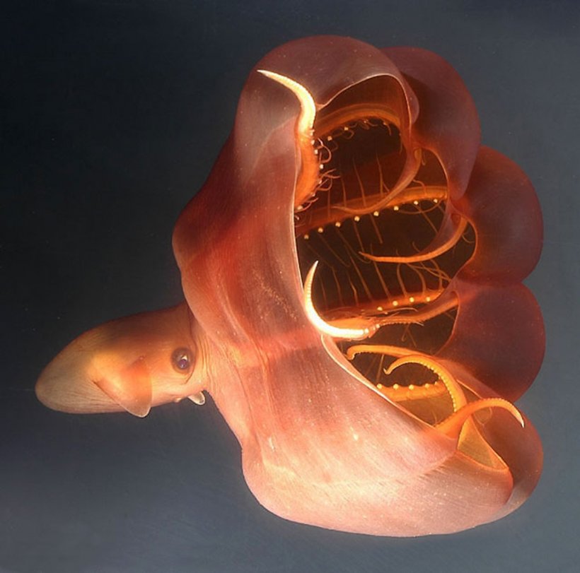 Cephalopod Vampire Squid Octopus Deep Sea Creature, PNG, 1200x1187px, Cephalopod, Animal, Bioluminescence, Cuttlefish, Deep Sea Download Free