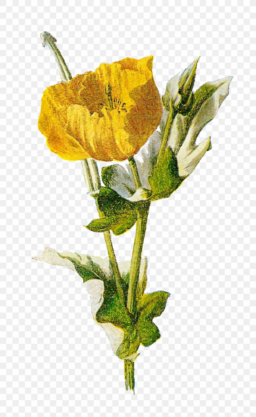 Common Poppy Opium Poppy Flower, PNG, 983x1600px, Common Poppy, Botanical Illustration, Botany, Cut Flowers, Drawing Download Free