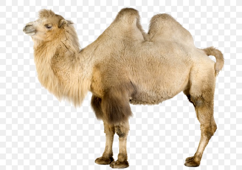 Dromedary Bactrian Camel Camelids Clip Art, PNG, 768x576px, Dromedary, Animal, Arabian Camel, Bactrian Camel, Camel Download Free