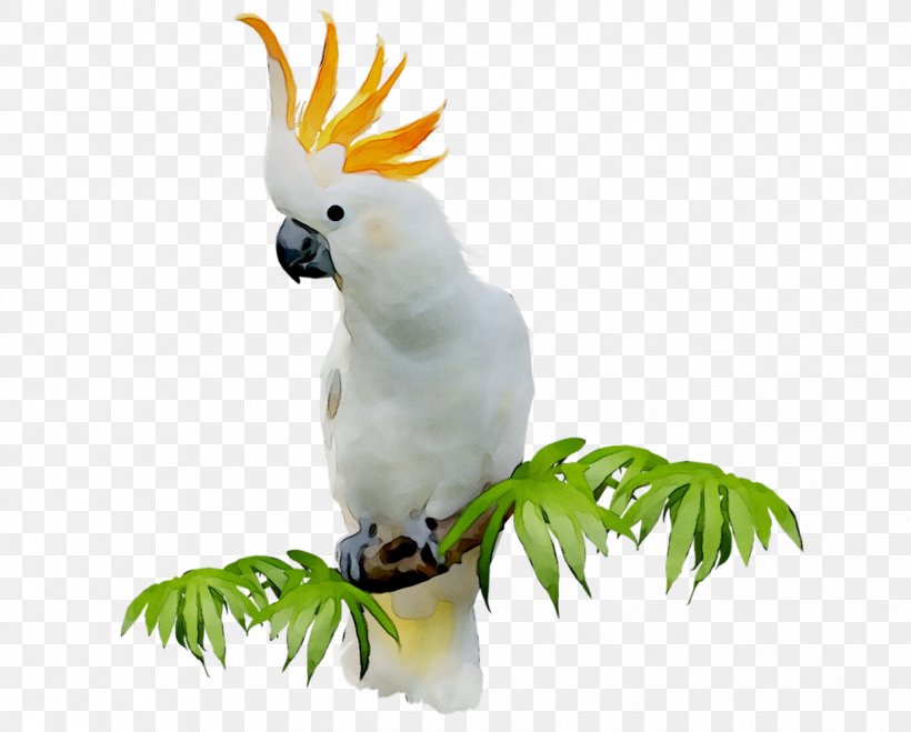 Sulphur-crested Cockatoo Clip Art Bird GIF, PNG, 1239x997px, Sulphurcrested Cockatoo, Beak, Bird, Blog, Cockatiel Download Free