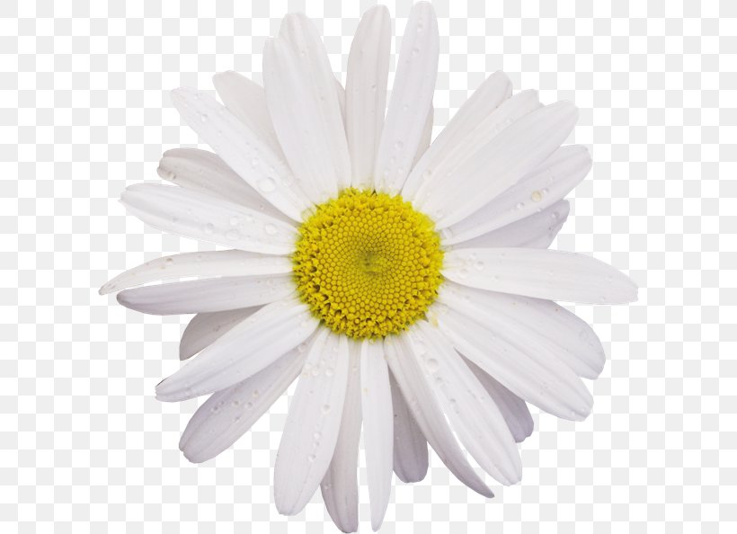 Chamomile Flower Common Daisy Clip Art, PNG, 602x594px, Chamomile, Aster, Chrysanths, Common Daisy, Cut Flowers Download Free