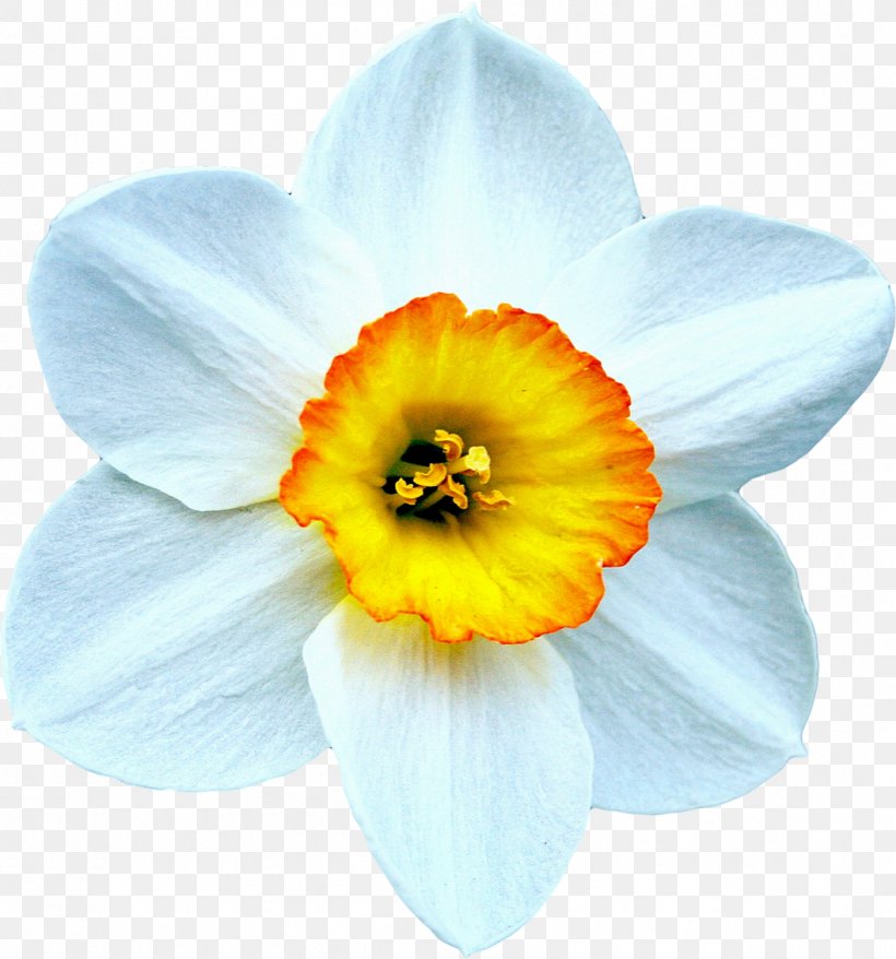 Daffodil Narcissus Flower Bulb Hyacinth, PNG, 1056x1131px, Daffodil ...
