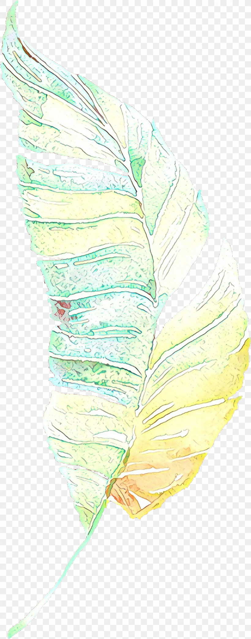 Feather, PNG, 1311x3336px, Feather, Anthurium, Cabbage, Leaf, Plant Download Free