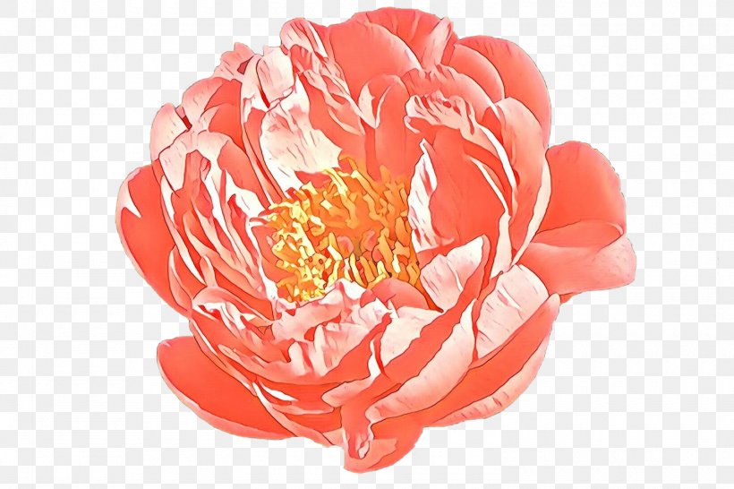 Garden Roses Peony Cut Flowers Petal, PNG, 1500x1000px, Garden Roses, Cut Flowers, Flower, Flowering Plant, Garden Download Free