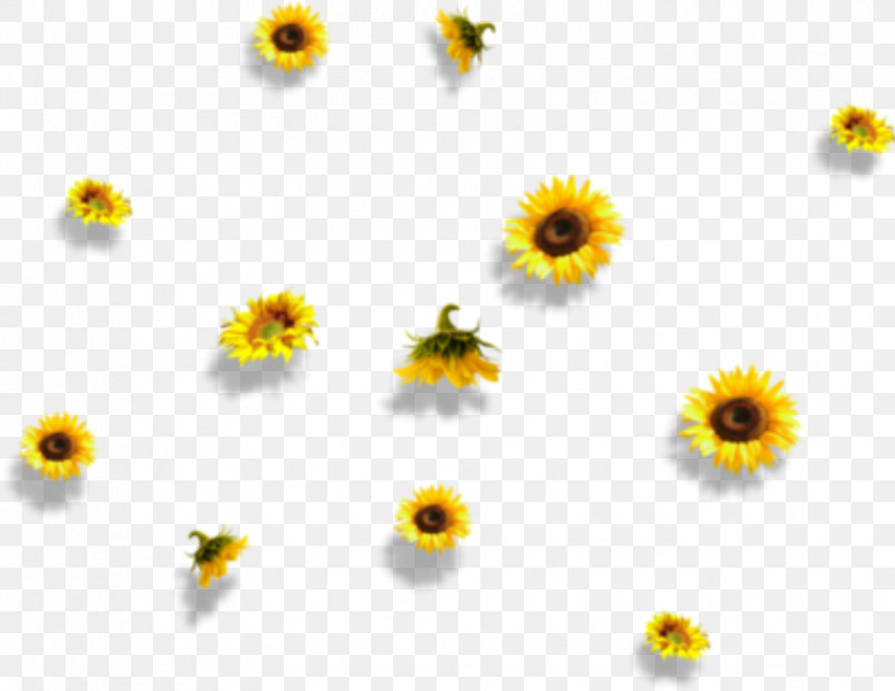 Sunflower, PNG, 854x660px, Yellow, Chamomile, Daisy Family, Flower, Mayweed Download Free