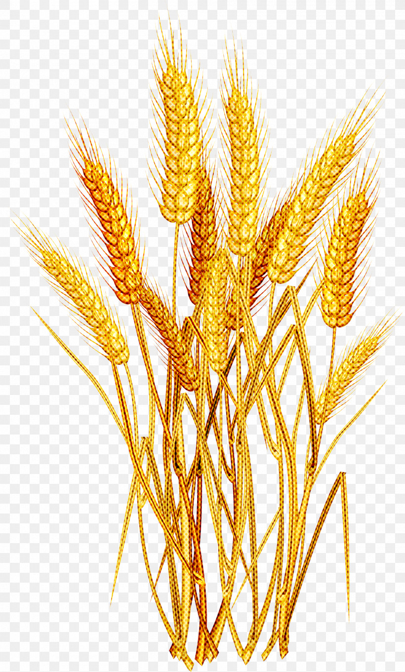 Wheat, PNG, 1925x3197px, Plant, Cereal Germ, Elymus Repens, Food Grain, Gluten Download Free