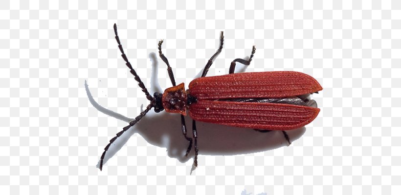 Weevil Net-winged Beetles Dictyoptera Aurora Mantis, PNG, 700x400px, Weevil, Arthropod, Beetle, Dictyoptera, Firefly Download Free