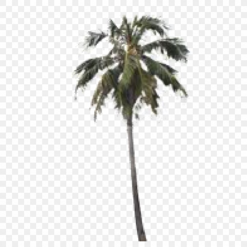 Asian Palmyra Palm Arecaceae The Wynwood Yard Plant Date Palm, PNG, 1000x1000px, Asian Palmyra Palm, Arecaceae, Arecales, Borassus, Borassus Flabellifer Download Free