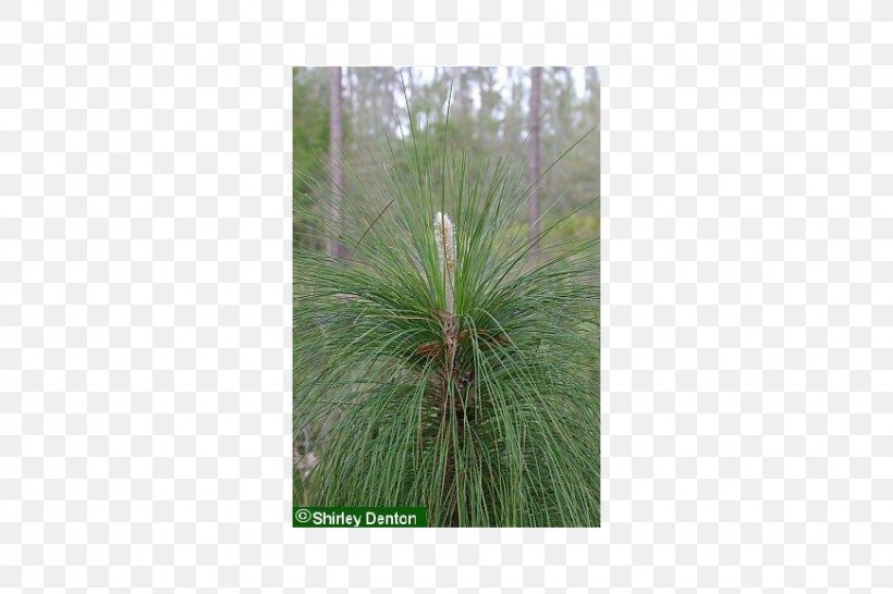 Pine Grasses Palm Trees Biome, PNG, 870x580px, Pine, Arecales, Biome, Evergreen, Family Download Free