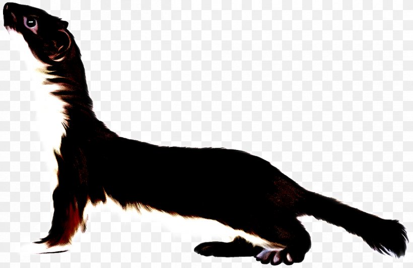 Tail Cat Claw Oriental Longhair Animal Figure, PNG, 1212x785px, Tail, Animal Figure, Cat, Claw, Oriental Longhair Download Free