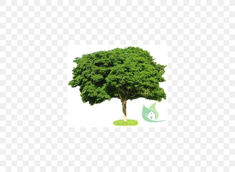 Tree Scale Models Shrub Hobby Drawing, PNG, 600x600px, Tree, Architecture, Bookcase, Closet, Coffee Tables Download Free
