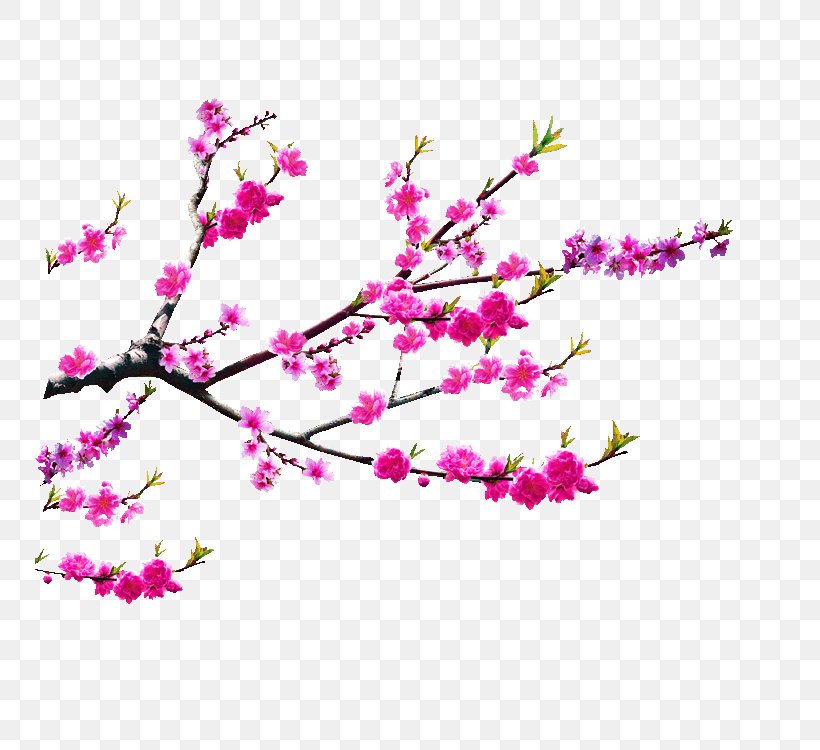 Vietnam Lunar New Year Coq De Feu Christmas, PNG, 750x750px, Vietnam, Bing, Blossom, Branch, Cherry Blossom Download Free